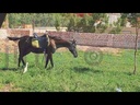 the beauty of Horses in a stable in the garden