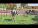 the beauty of Horses in a stable in the garden.