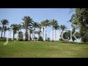 tall palm trees in azhar park