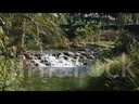 water fall in a river in a farm