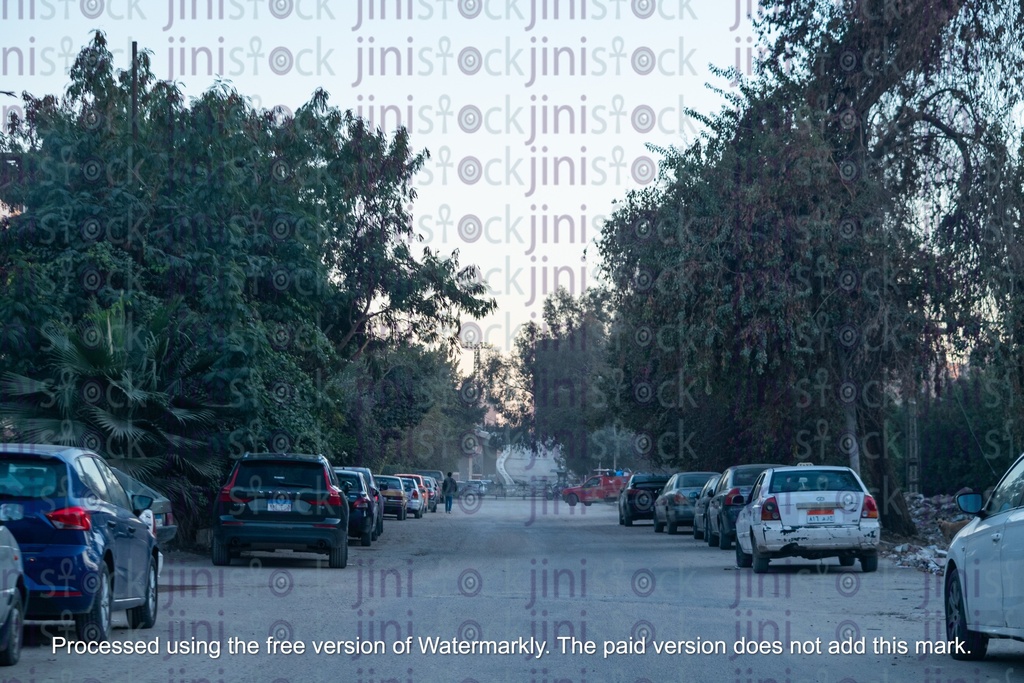 roads in the morning with high trees- stock image