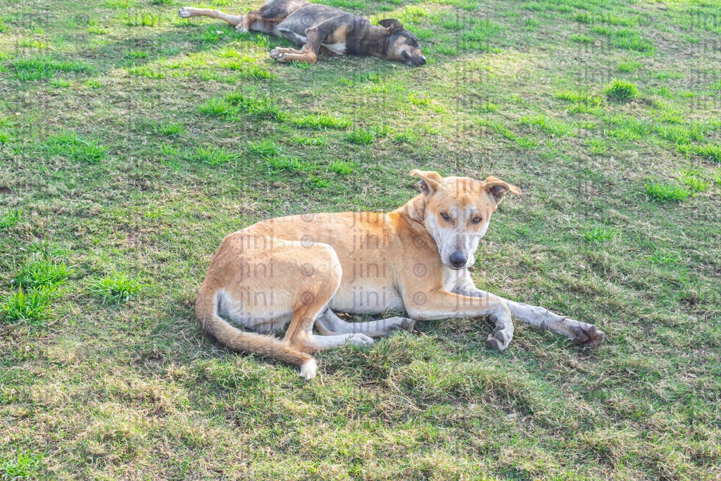 brown dog sitting on the grass