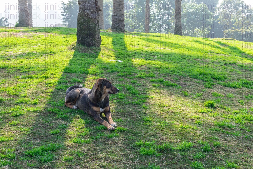 black dog sitting on a grass in the morning