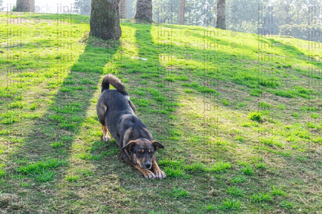 black dog stretching