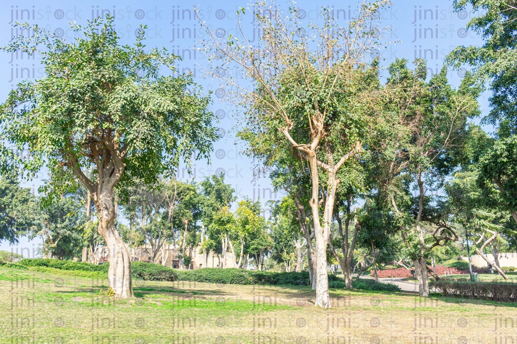 forest garden with thick green trees