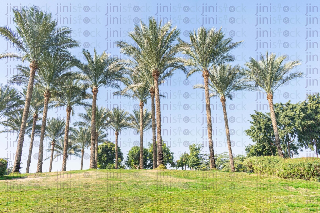 palm trees in a farm