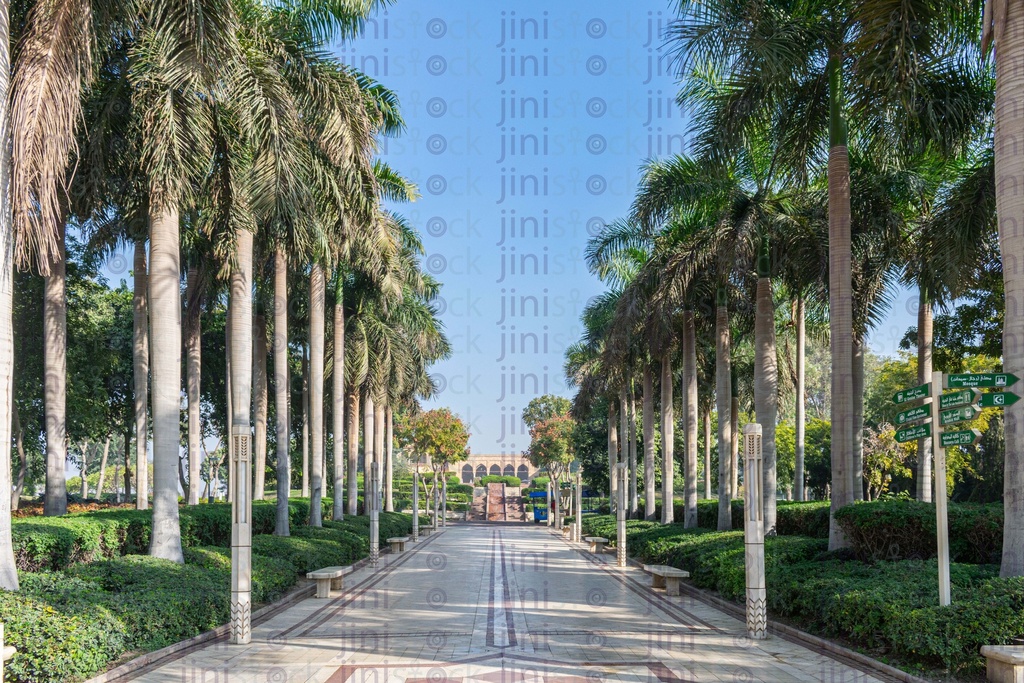 palm trees oath way in azhar park