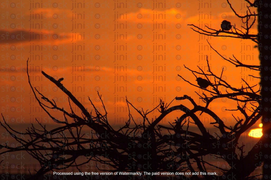 Silhouette for a tree during sunset beautiful background during the sunset