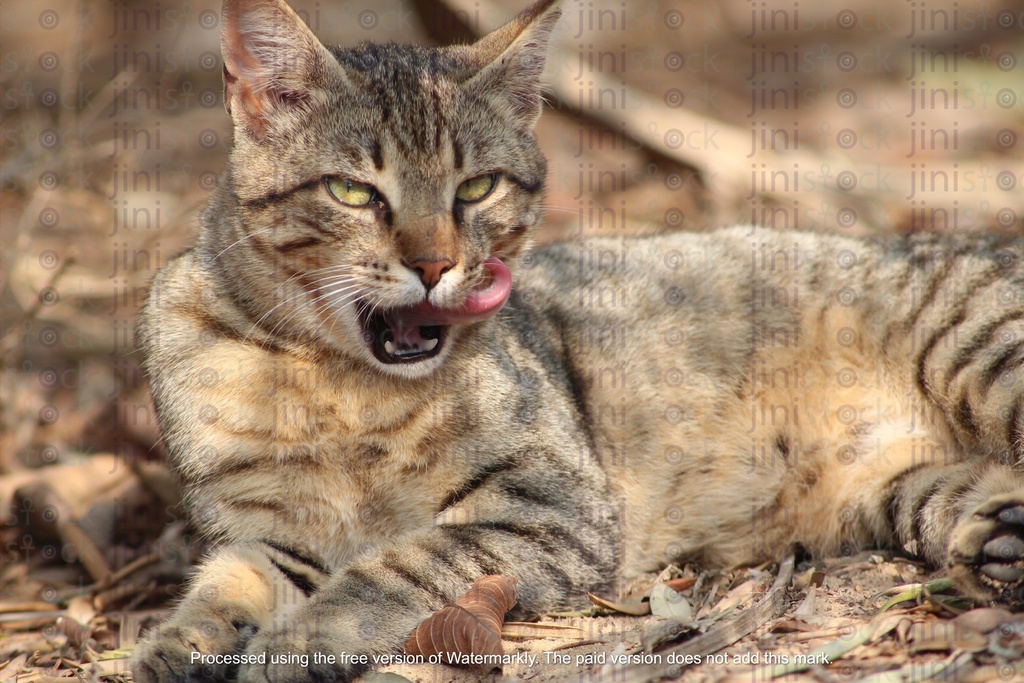 wild cat yawning while sitting on the sand