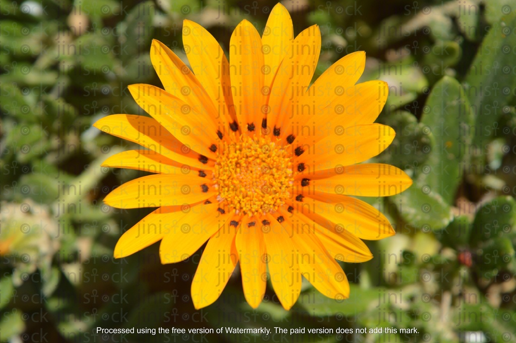 yellow sun flower in a garden