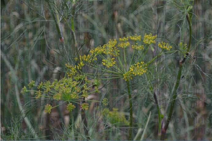 close up on green plant - stock image