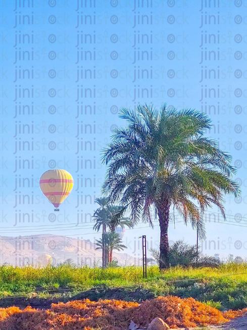 green fields landscape in Nuba Aswan Egypt.