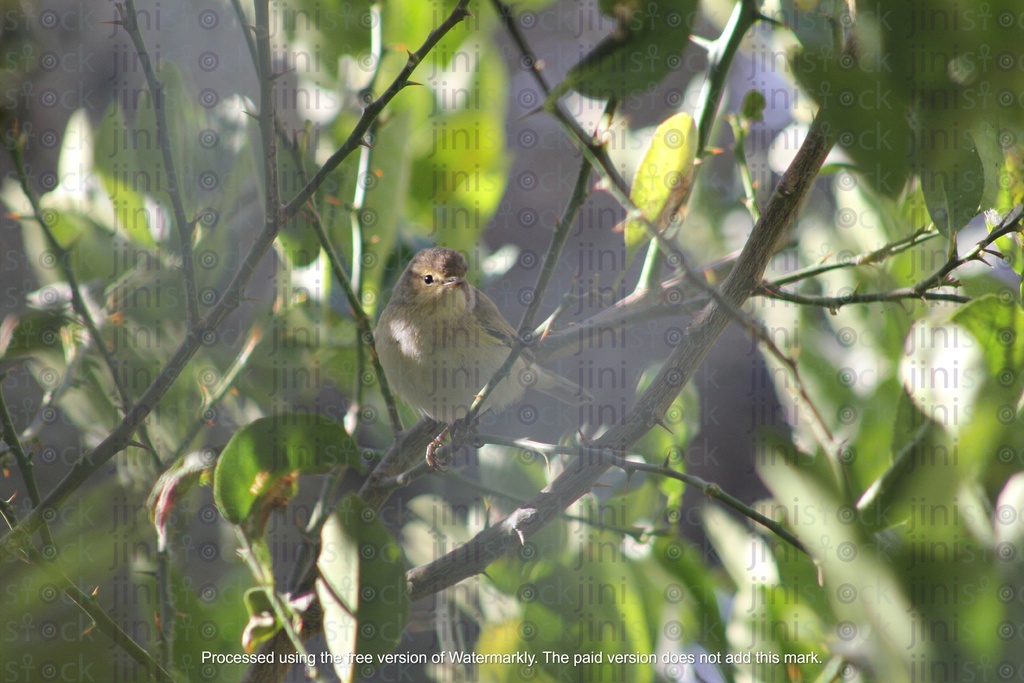 bird on a tree in focus isolated