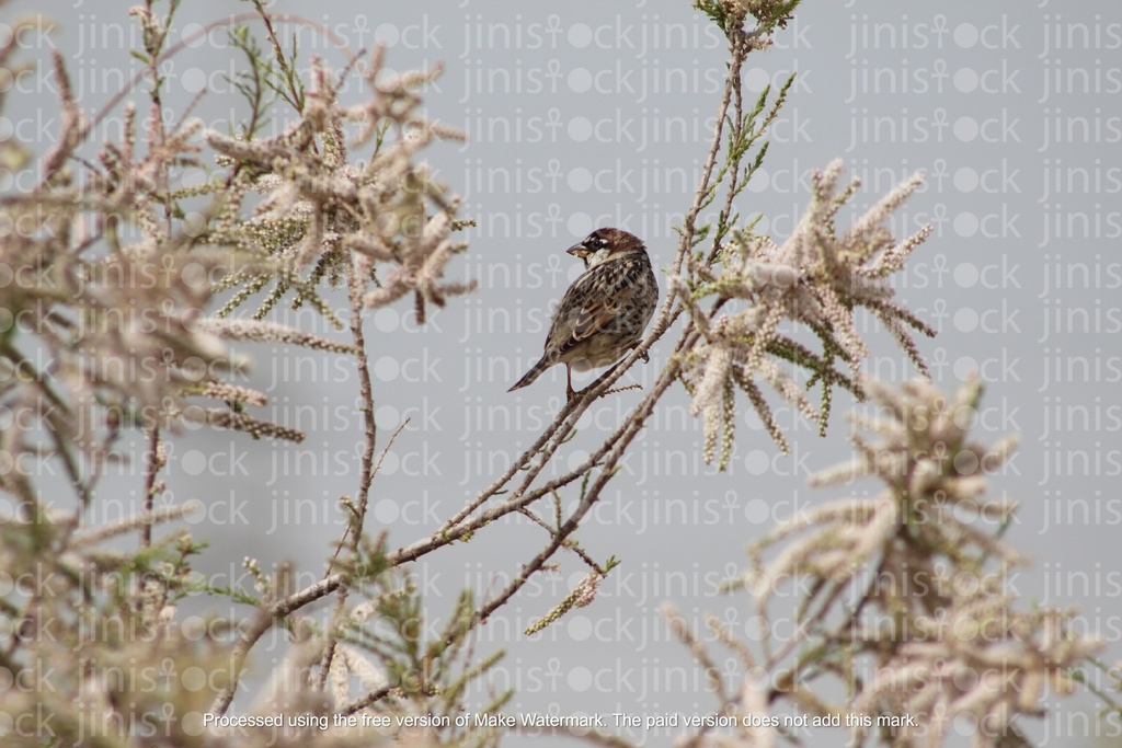 bird on a tree in focus isolated