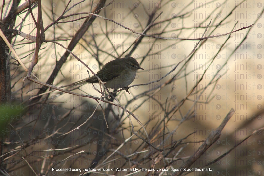 bird on a tree in focus isolated