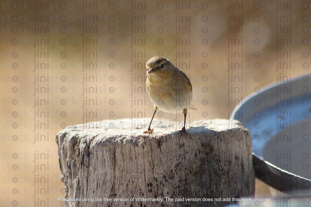 bird on a tree trunk