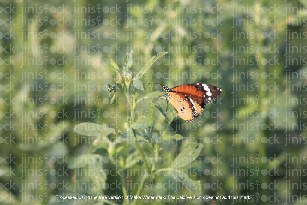 butterfly on a green brand