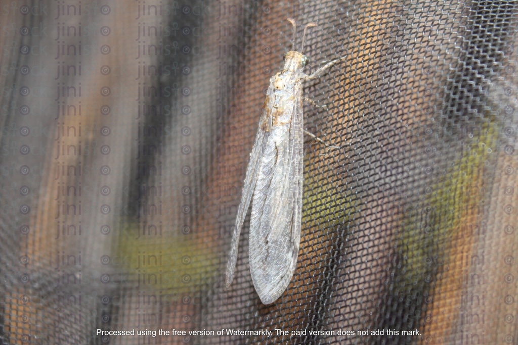 flying insect isolated from the back ground