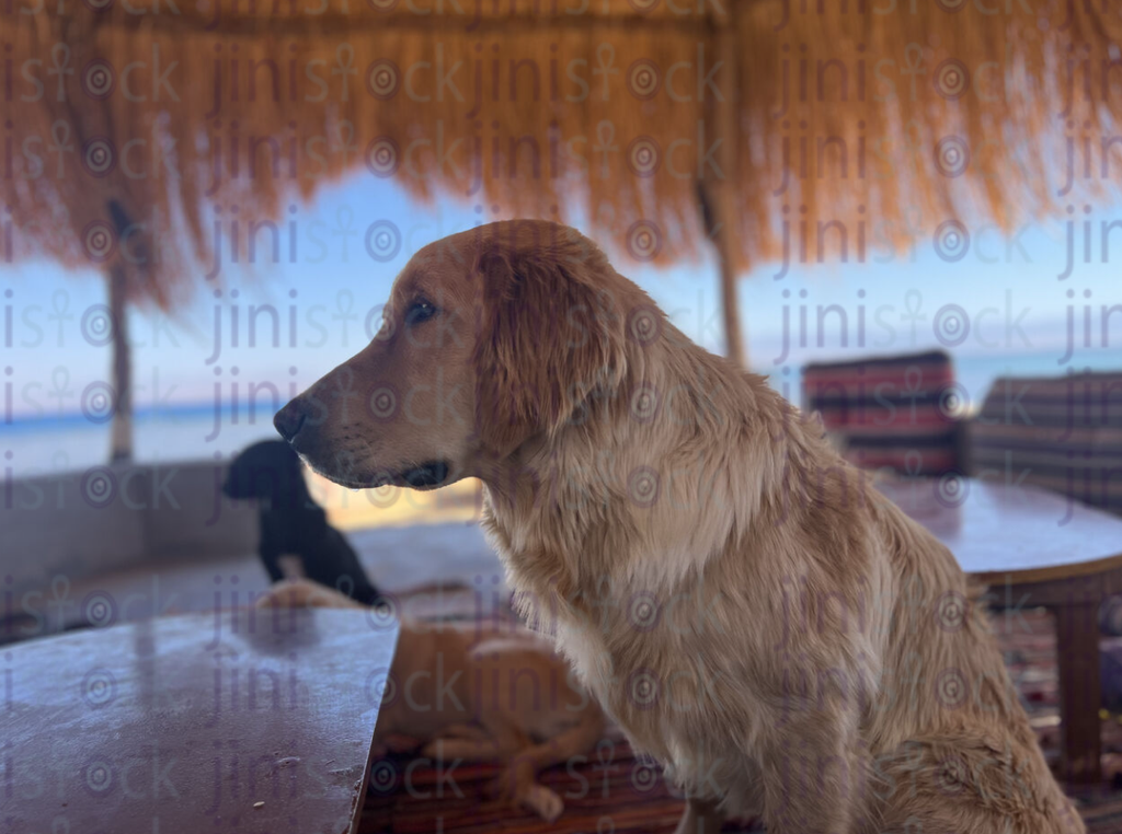 Golden retriever Dog stock image with high quality