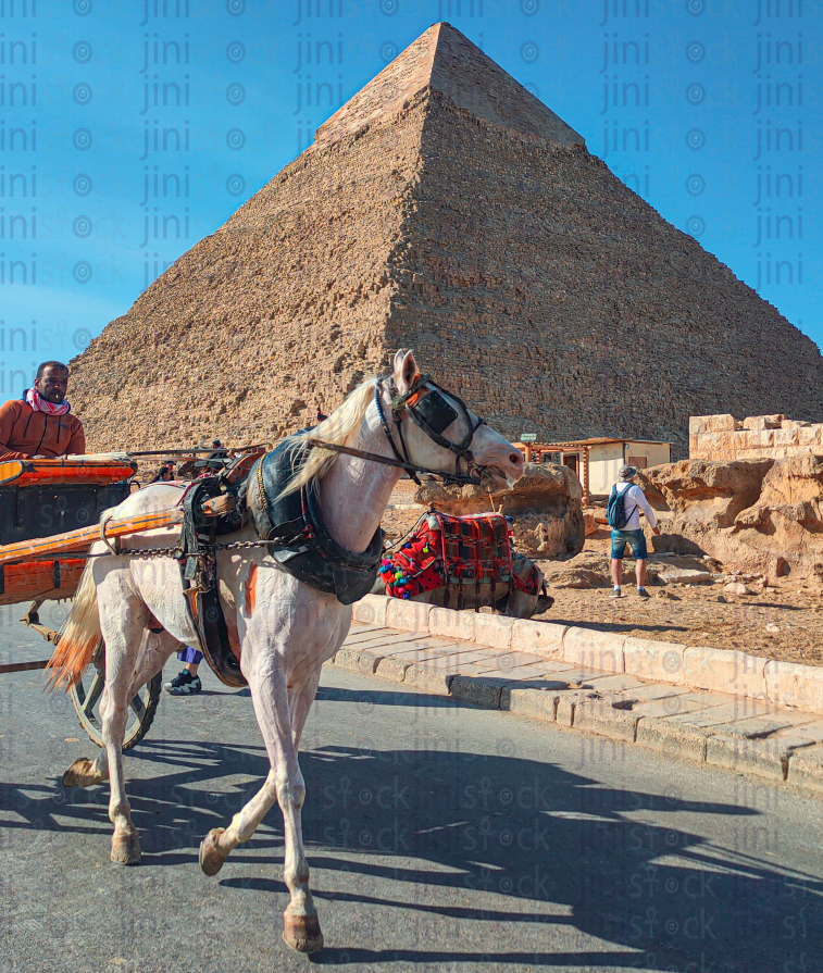 A carriage car great pyramids of giza stock image with high quality