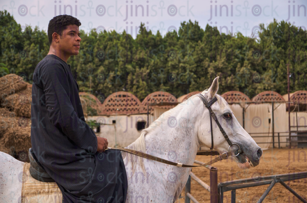 Man Riding a white horse side view stock image