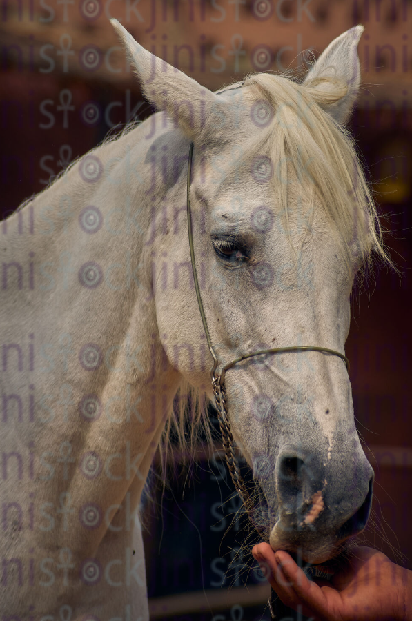 White horse close up portrait stock image