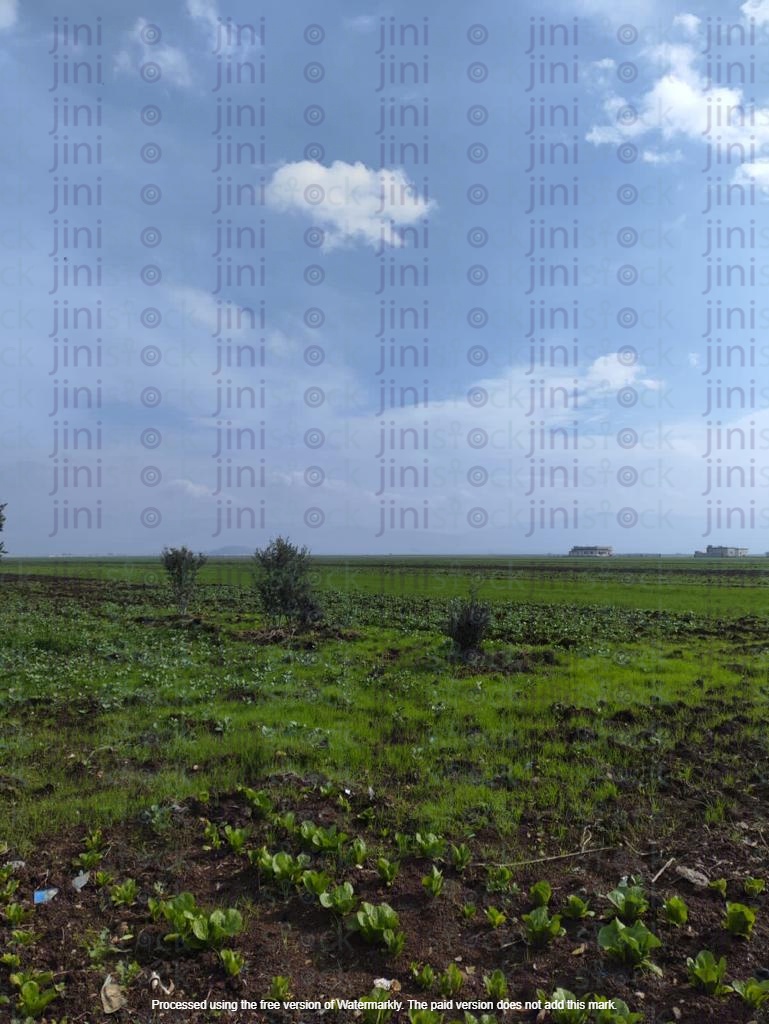 green field under blue sky