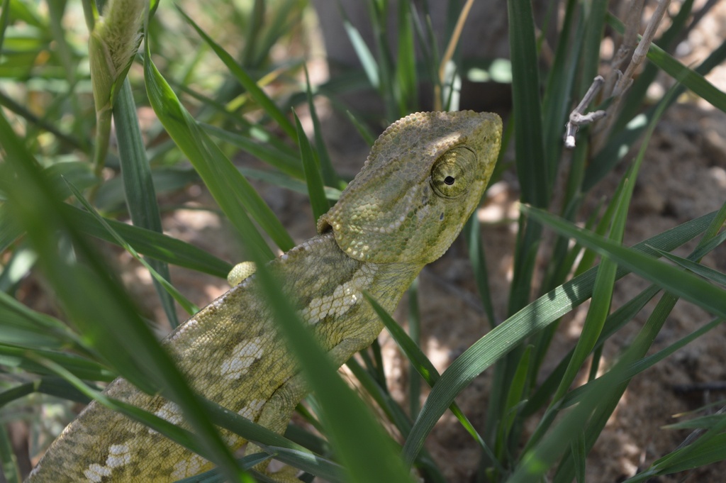 Lizar in the wildlife between the grass