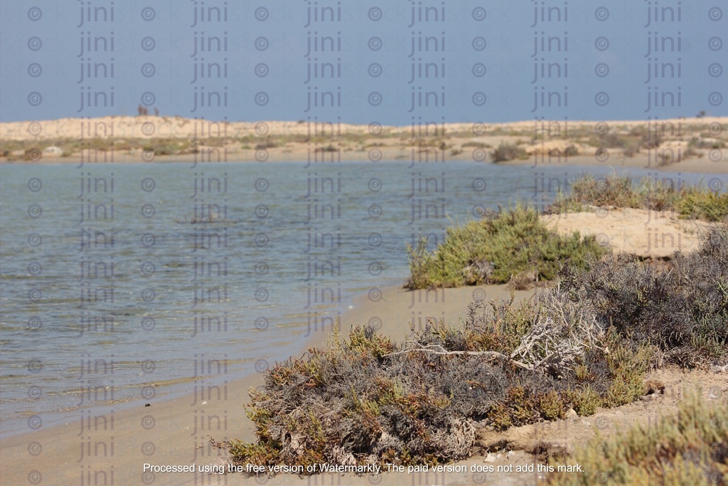 nature background for an oasis in the desert dried plants