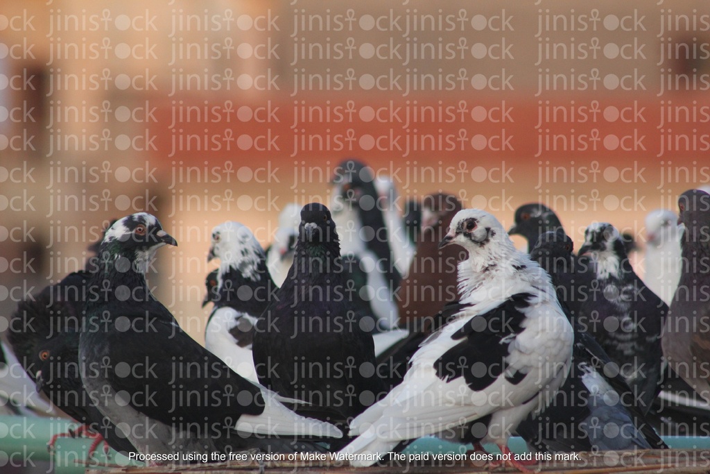 pigeons standing on a rock in focus