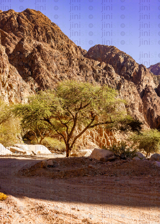 Landscape for Sinai desert