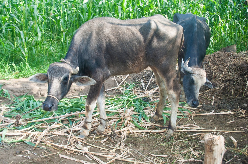 A farm in the Egyptian countryside in Fayoum. cattles, Agriculture, field ,buffaloes.