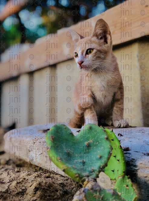 Egyptian cat on stones with green eyes. cat playing in nature