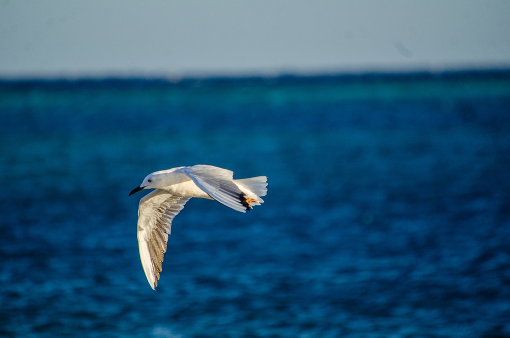 Sea gull flying over the sea.