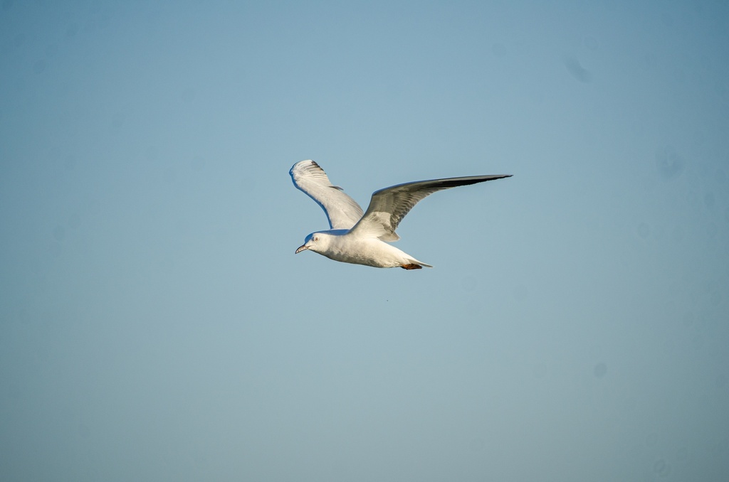 detailed Bird flying in the sky.