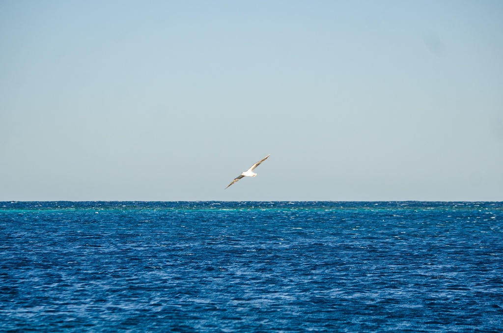 bird flying over the sea.