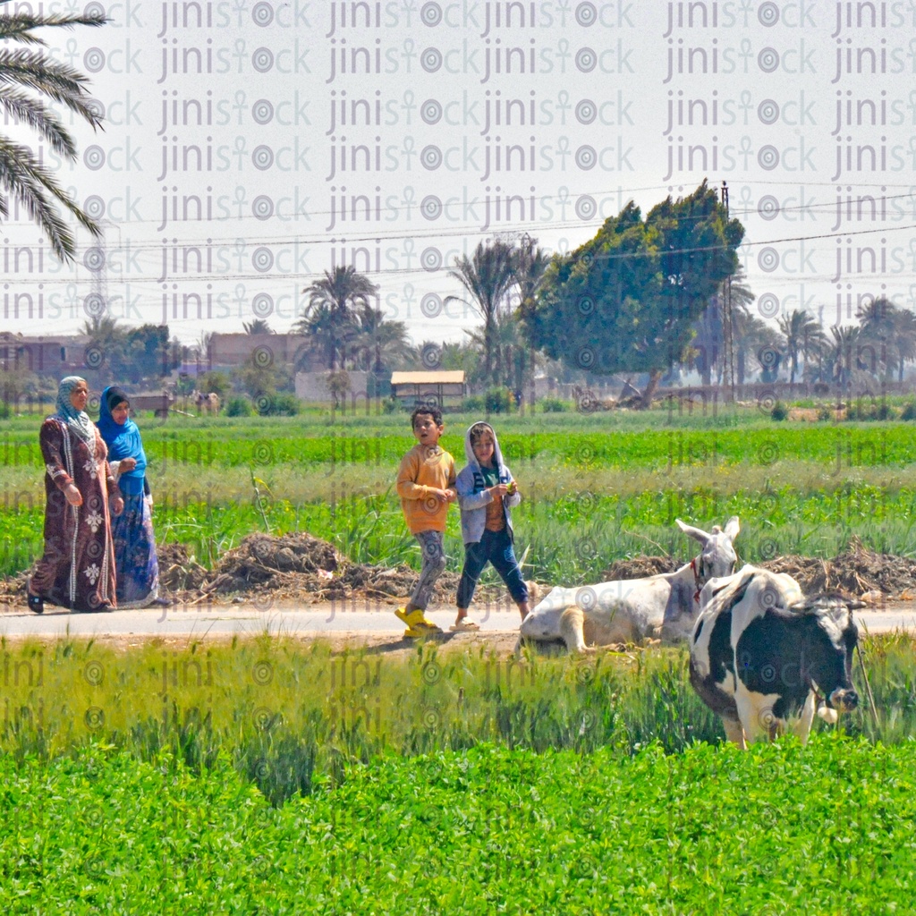 A farm in the Egyptian countryside in Minya Egypt.. الريف المصرى بمحافظة المنيا