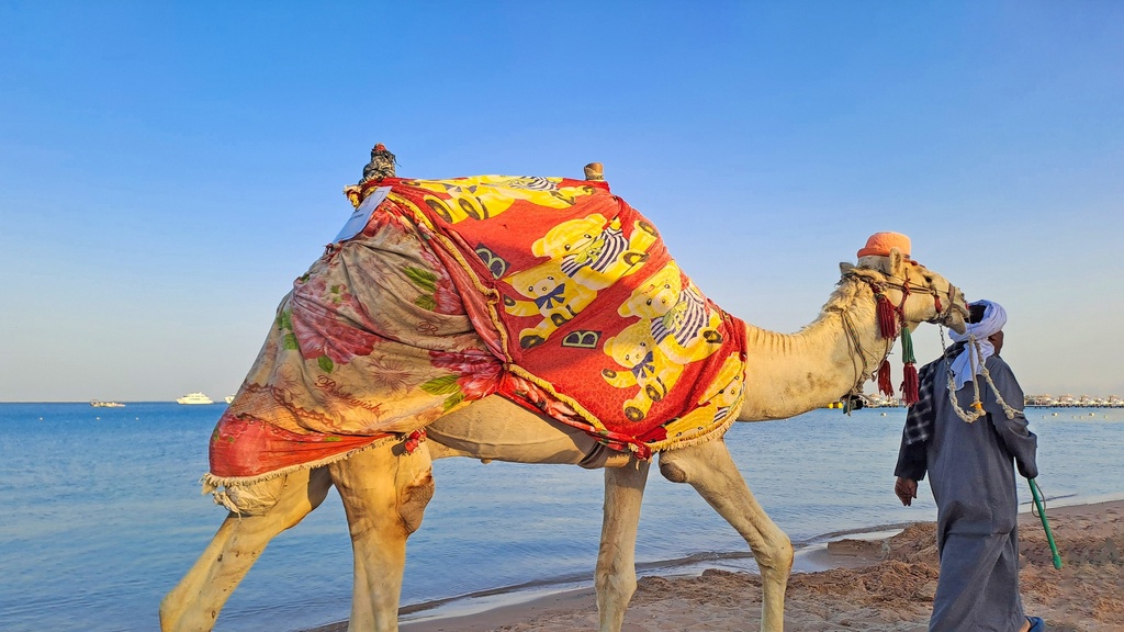 جمل على شاطئ البحر .. a Camel on the beach