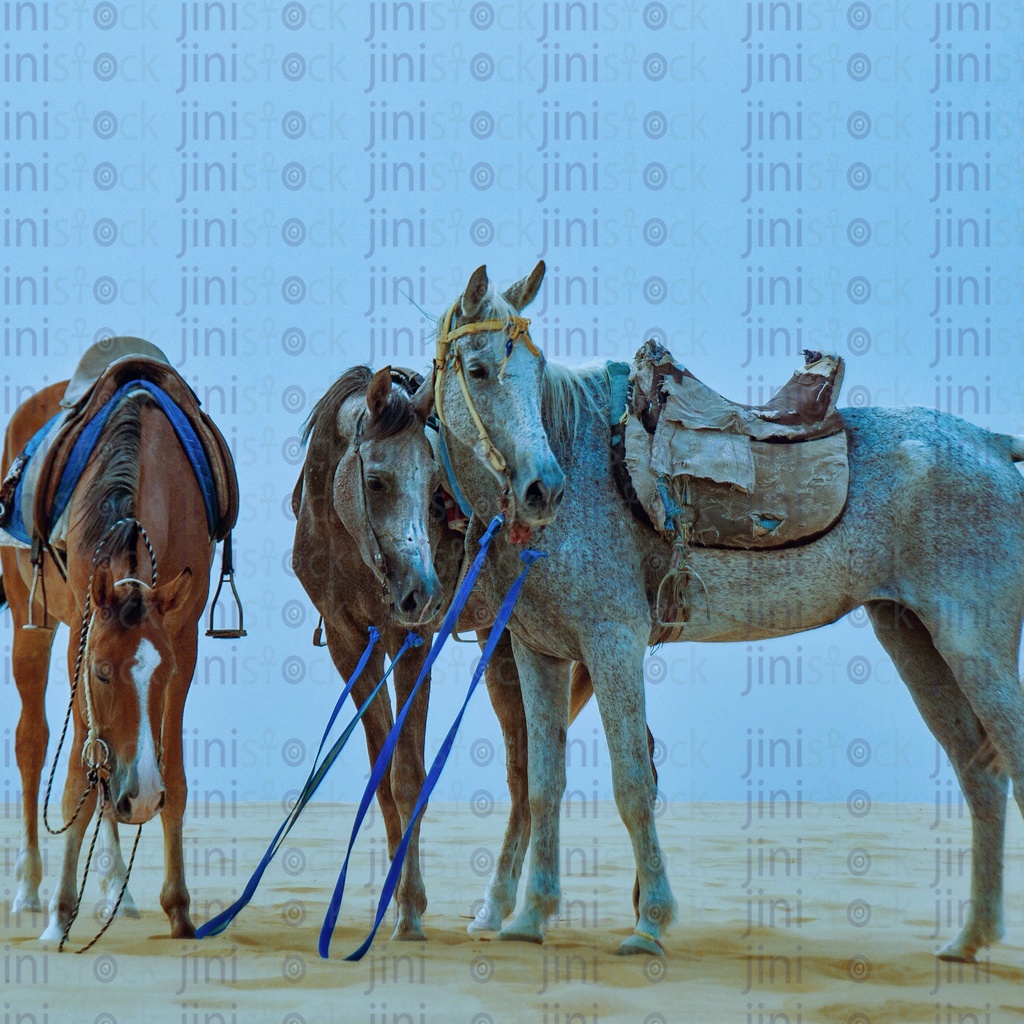 Three horses in the desert ..ثلاث خيول فى الصحراء