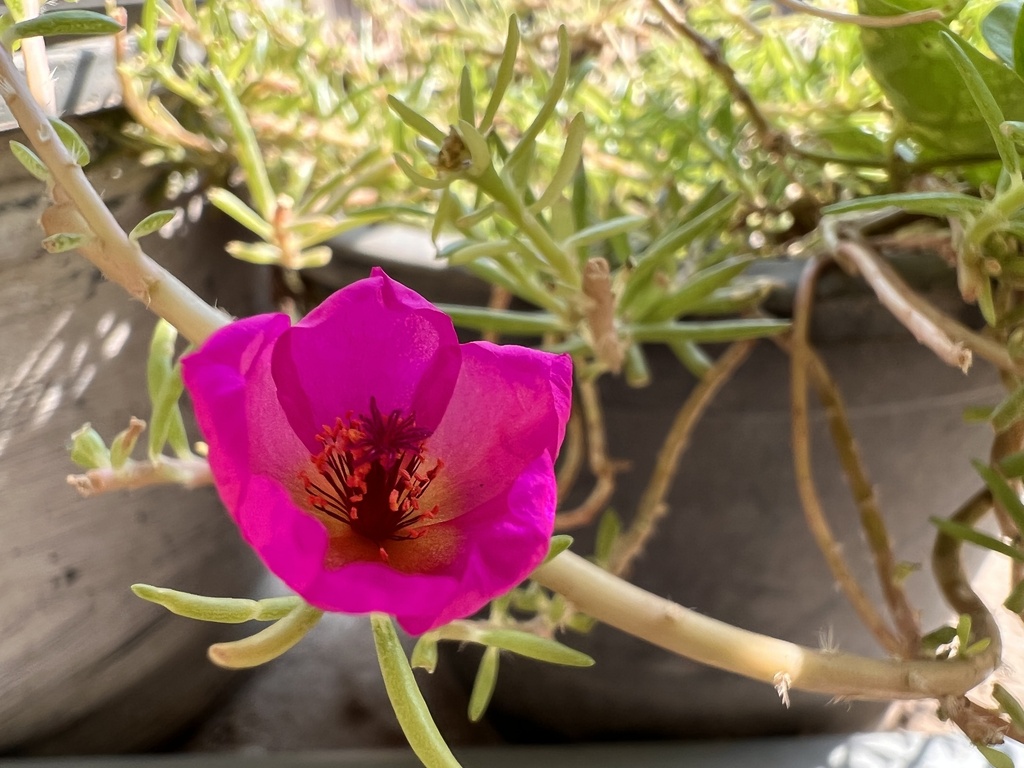 Pink flower on a tree in summer