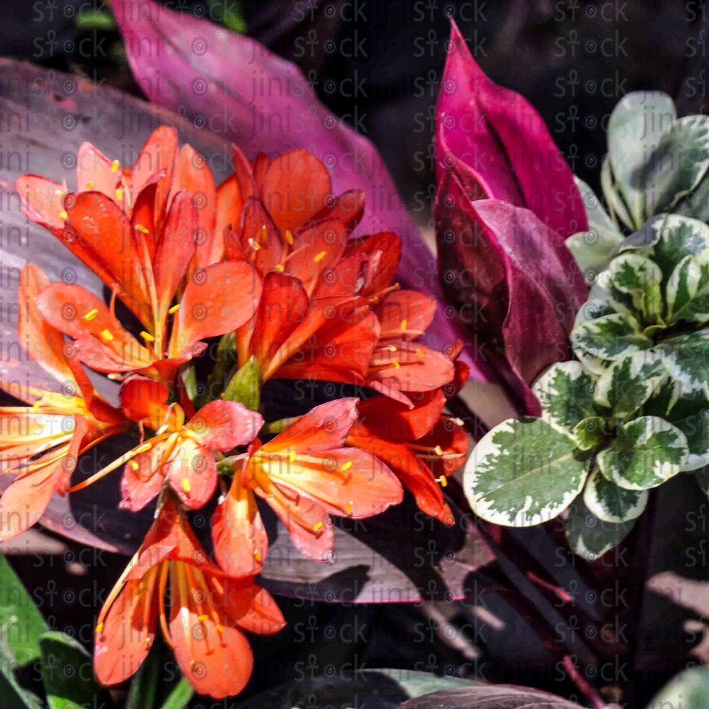 Red flower and leaves in the garden