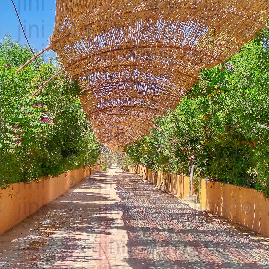 An empty way surrounded by trees and two fences from each side in a village.