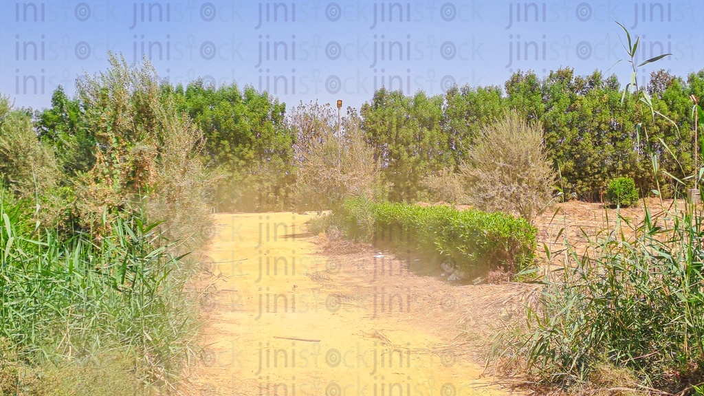 Dusty road in an Egyptian  farm village