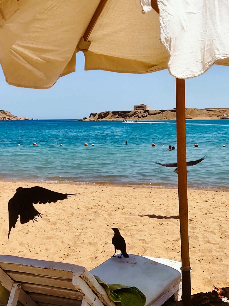 Crows on the shore of Sharm El-Sheikh, Egypt