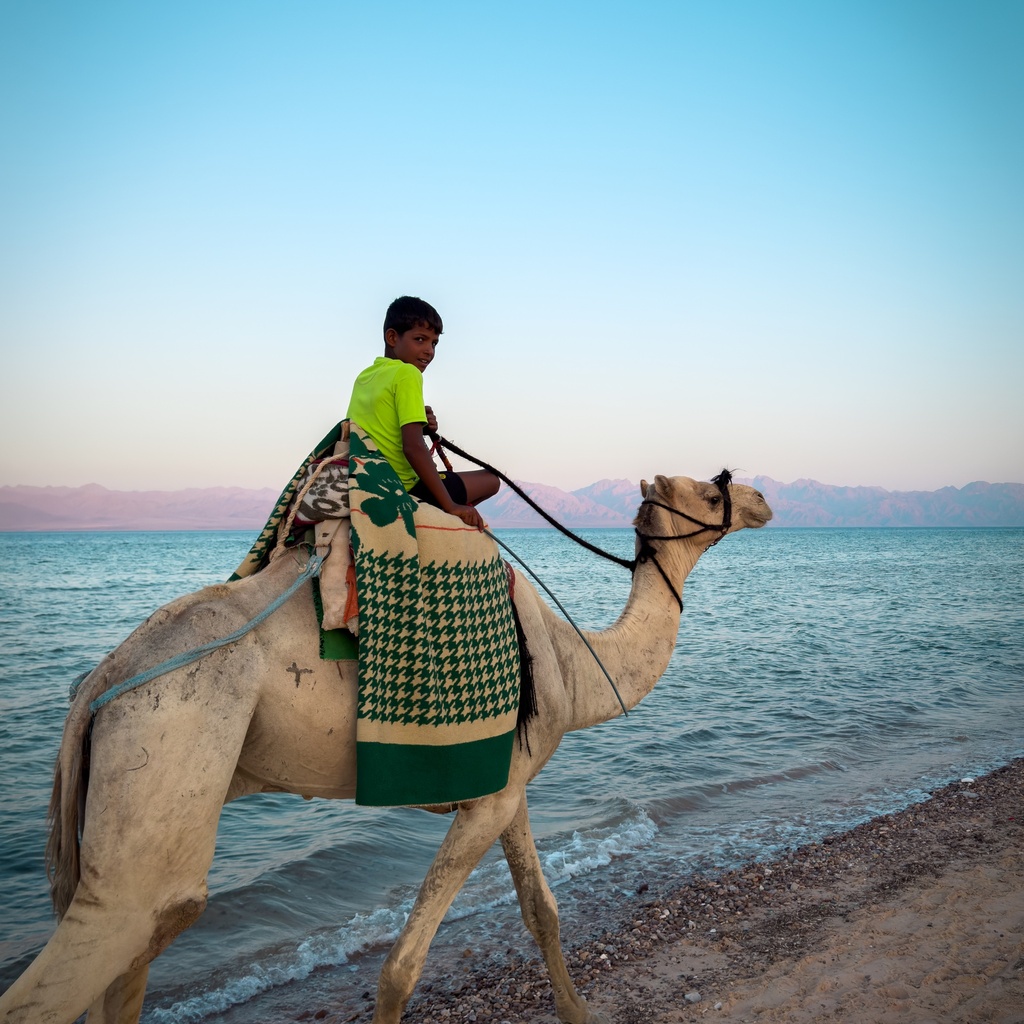 Egyptian Bedouin Boy Riding A Camel On The Beach