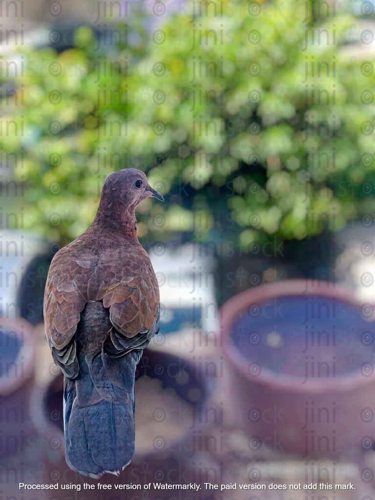 dove standing on balcony fence next to water bowel