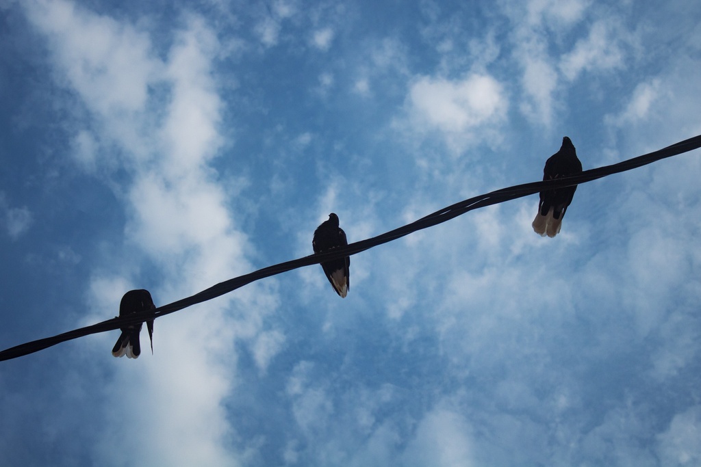 birds standing on a rope