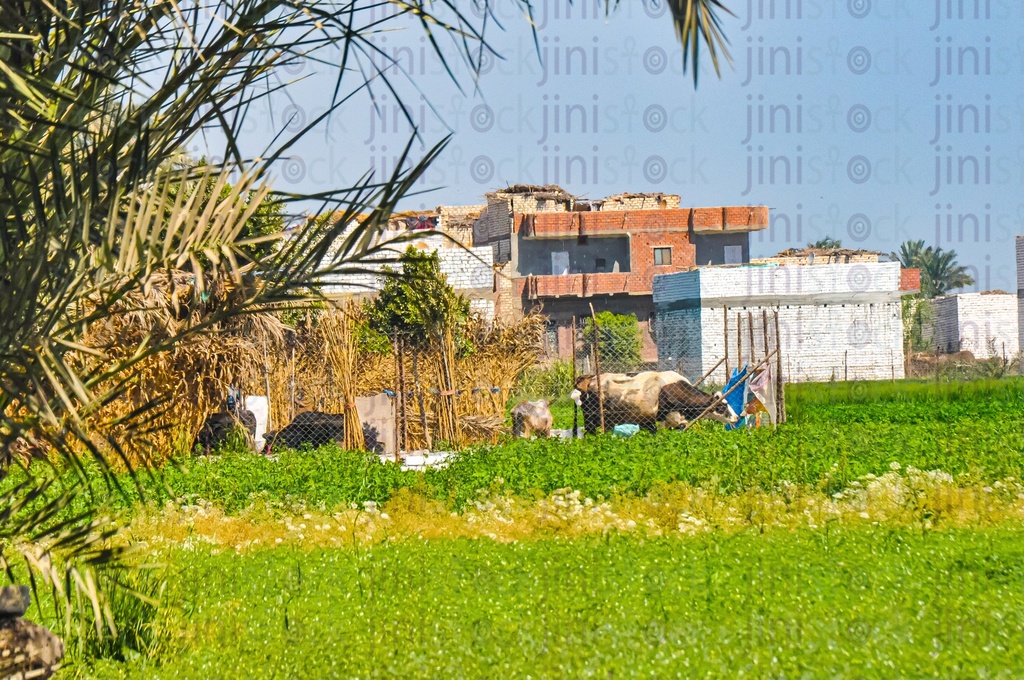 a Farm ,buildings and cattle in the countryside.