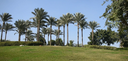 tall palm trees in azhar park