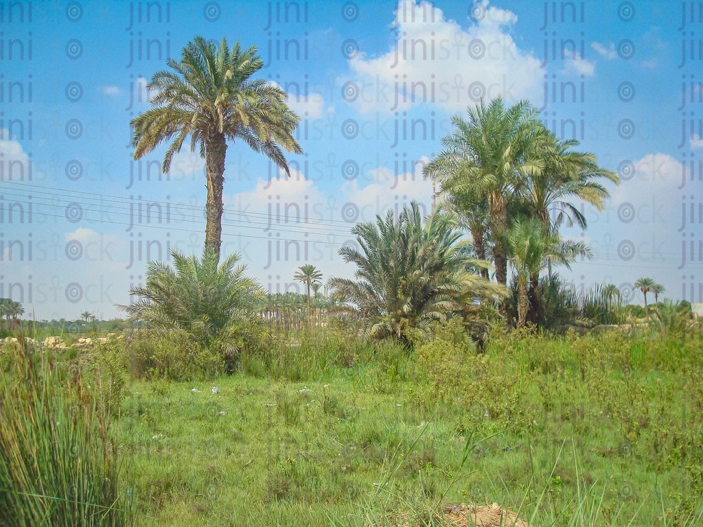 Egyptian Farm